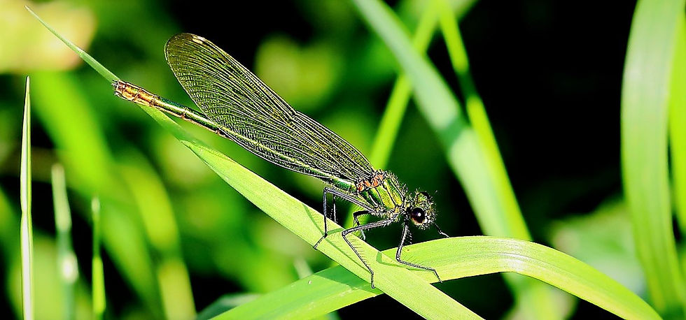 Emerald Demoiselle Aug 7th Isington