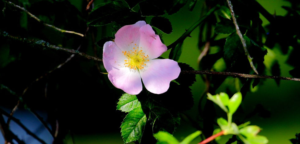 Dog Rose 10th May 2022 Isington Hampshire