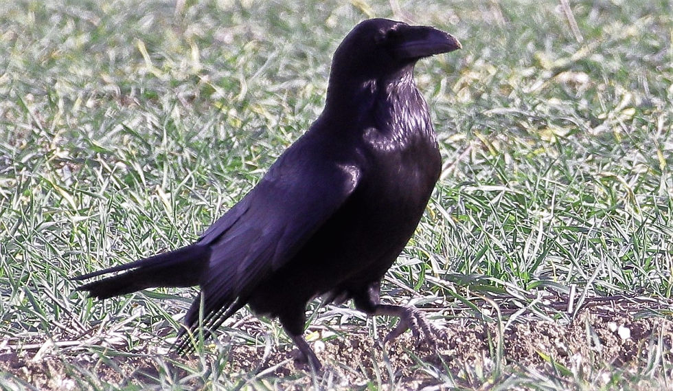 Raven 19th February 2023 Chawton Hampshire