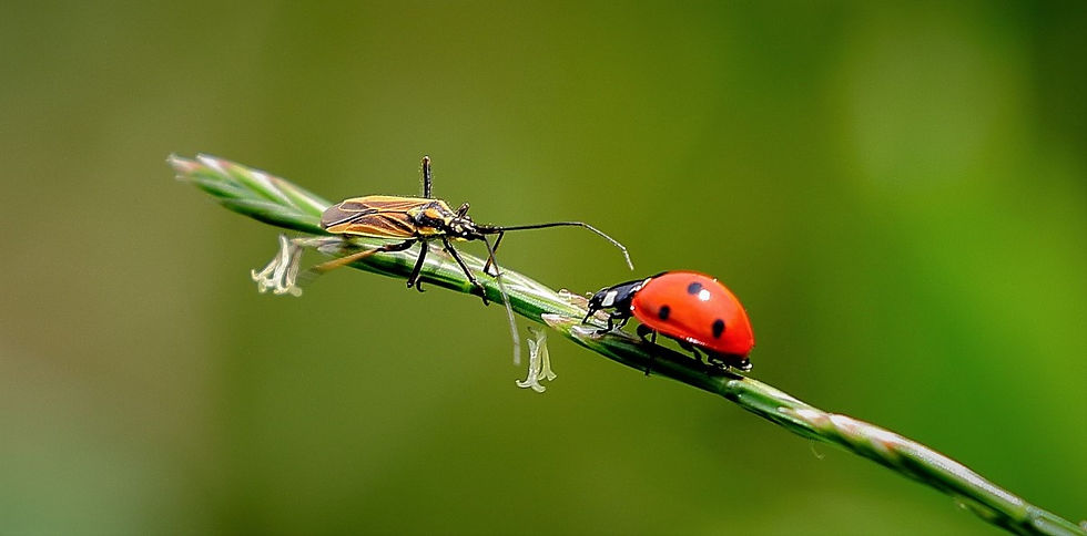 7 Spot Ladybird & Rhabdomiris striat