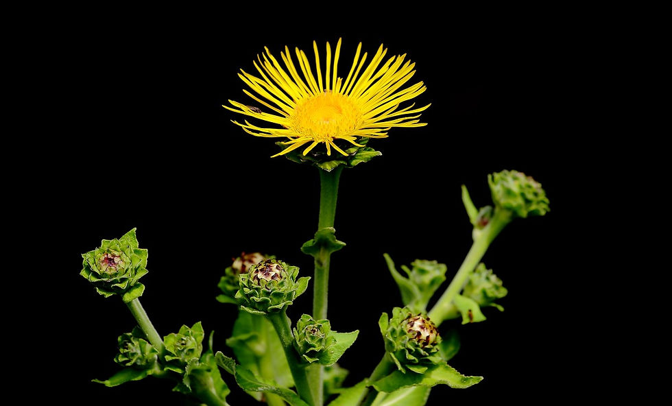 Elecampane August 12th Chawton