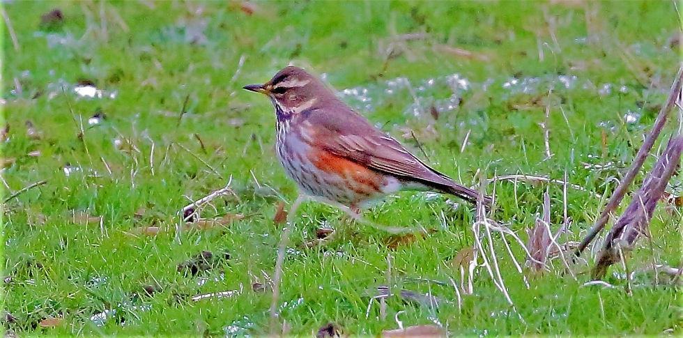 Redwing 9th February 2021 Chawton Hampshire