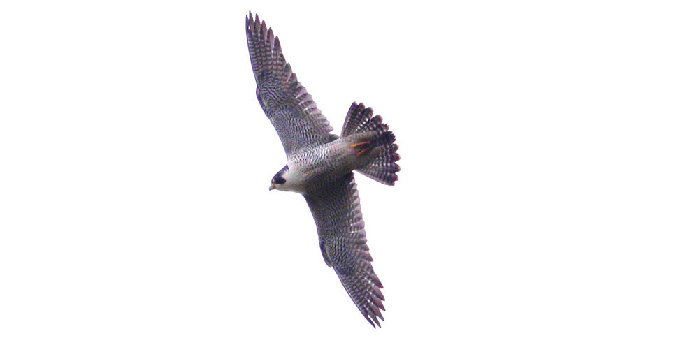Peregrine Falcon 23rd May 2025 Isington Hampshire