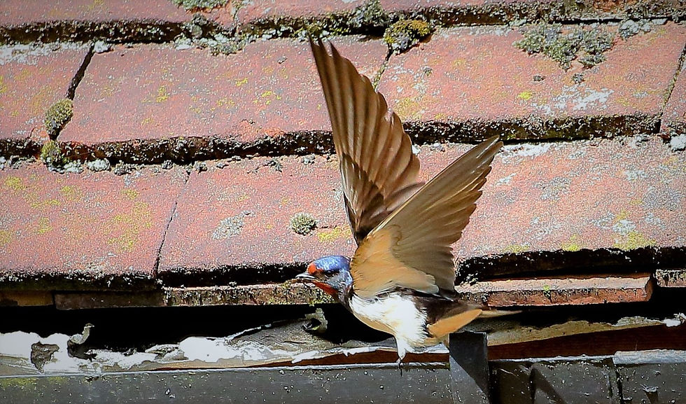 April 2019 Chawton Hampshire