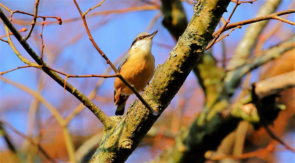 Nuthatch 27th March 2022 Chawton Hampshire