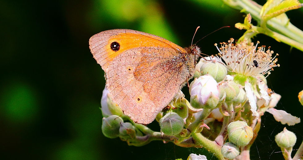 Meadow Brown 10th July 2024 Chawton Hampshire