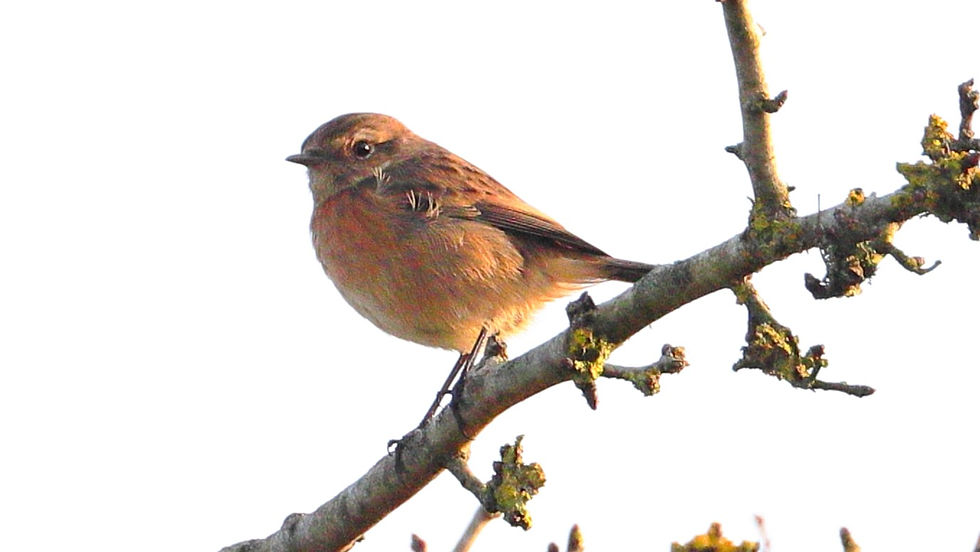 Female Stonechat 17th February 2025 Chawton Hampshre