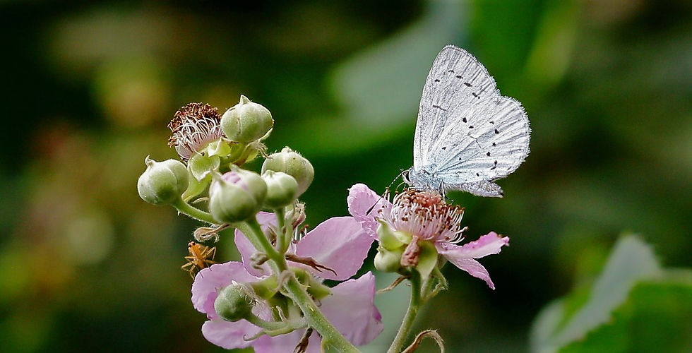 Holy Blue Butterfly August 7th