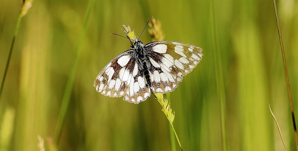Marbled White Butterfly 7th July 2022 Chawton Hampshire