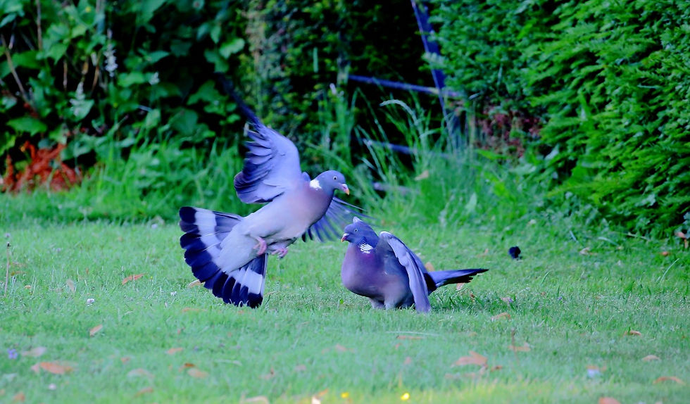 Courting Wood Pigeons July 3rd