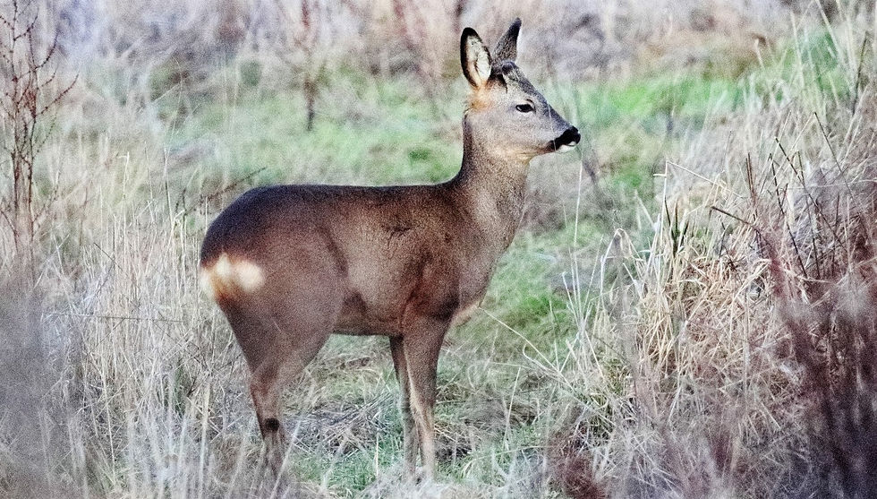 Female Roe Deer 9th February 2023 Kingsley Hampshire