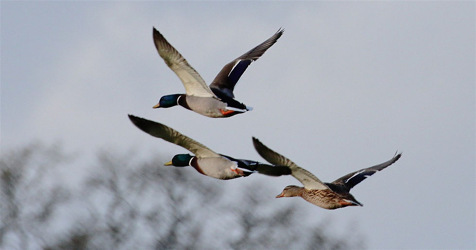 Mallards in Flight 22nd February 2026 Chawton Hampshire