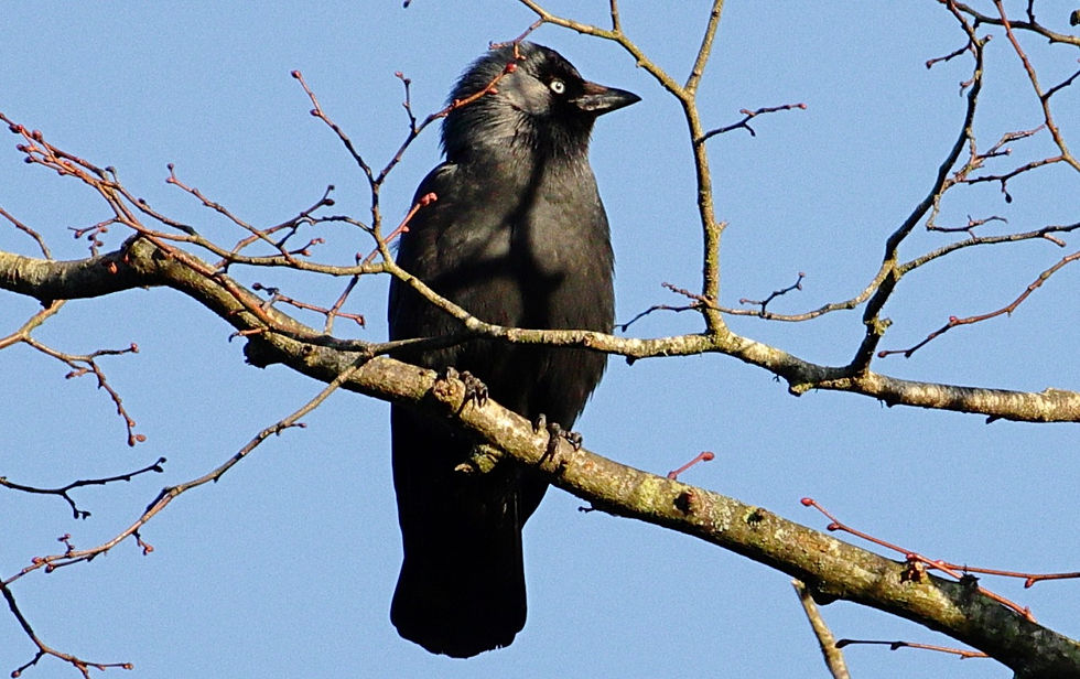 Jackdaw 19th February 2023 Chawton Hampshire