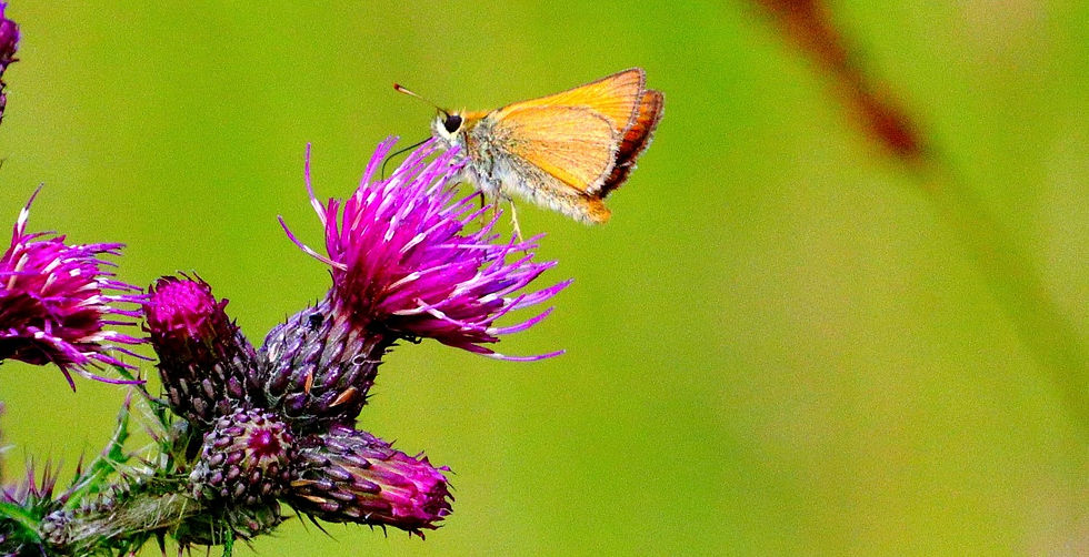 Small Skipper Butterfly 10th July 2024 Chawton Hampshire