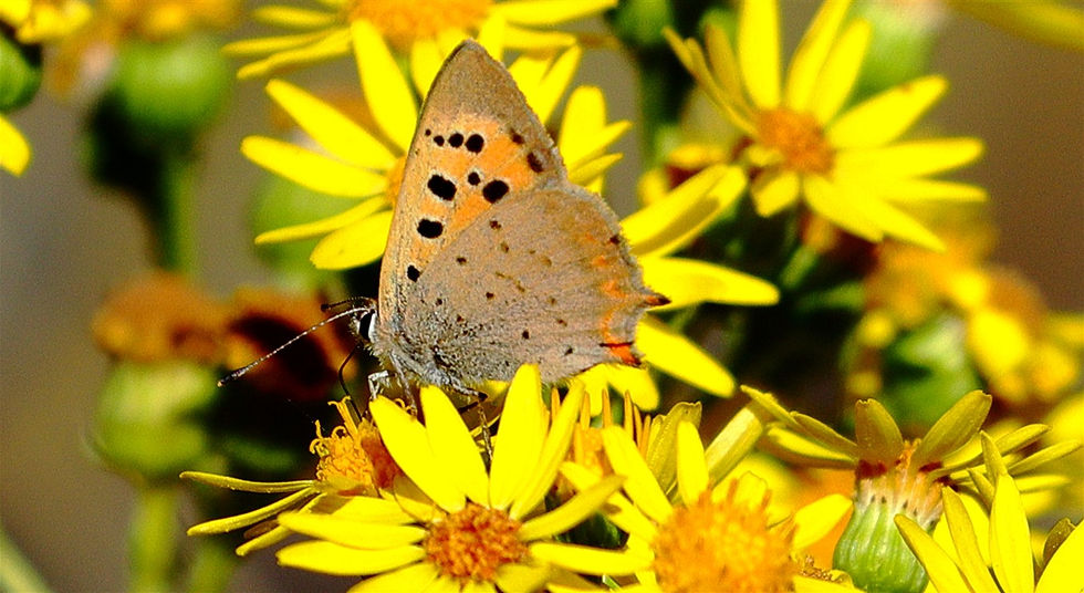 Small Copper Butterfly 19th July 2026 Chawton Hampshire