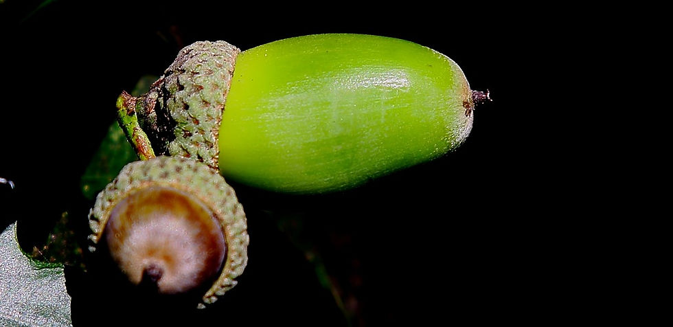 Acorn 8th September Chawton