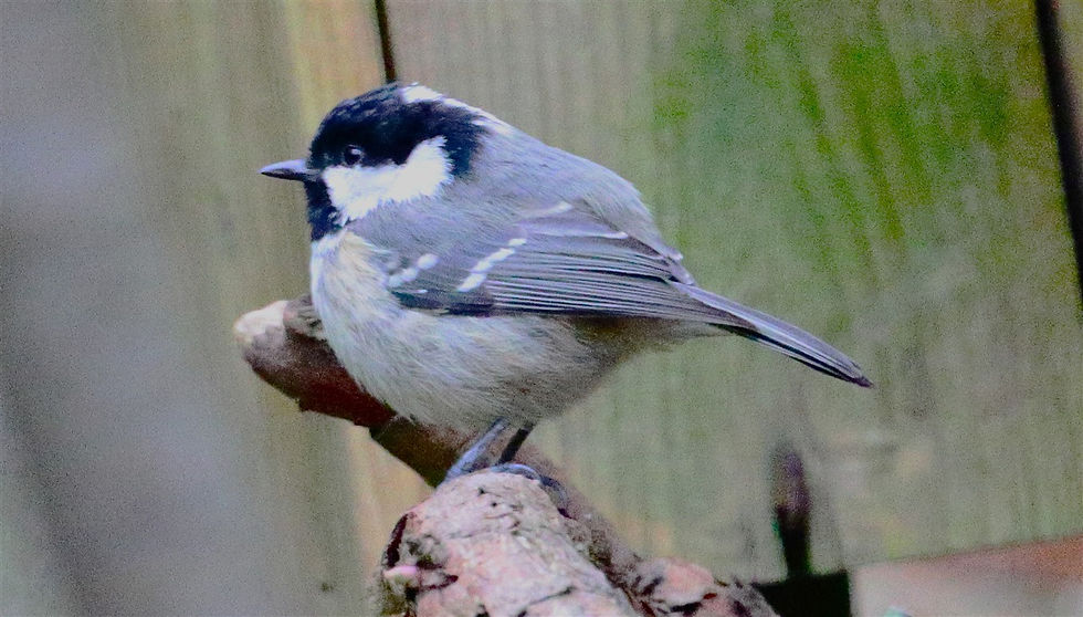 Coal Tit 24th March 2026 Chawton Hampshire