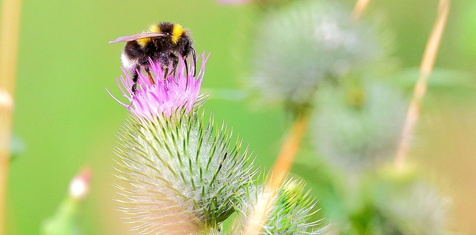 White Tailed Bumblebee 22nd July 2022 Chawton Hampshire