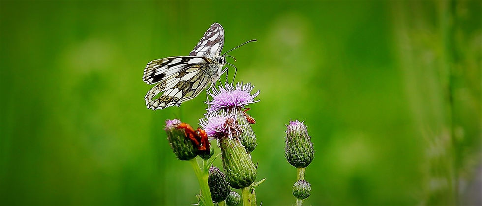 Marbled White August 2nd Chawton