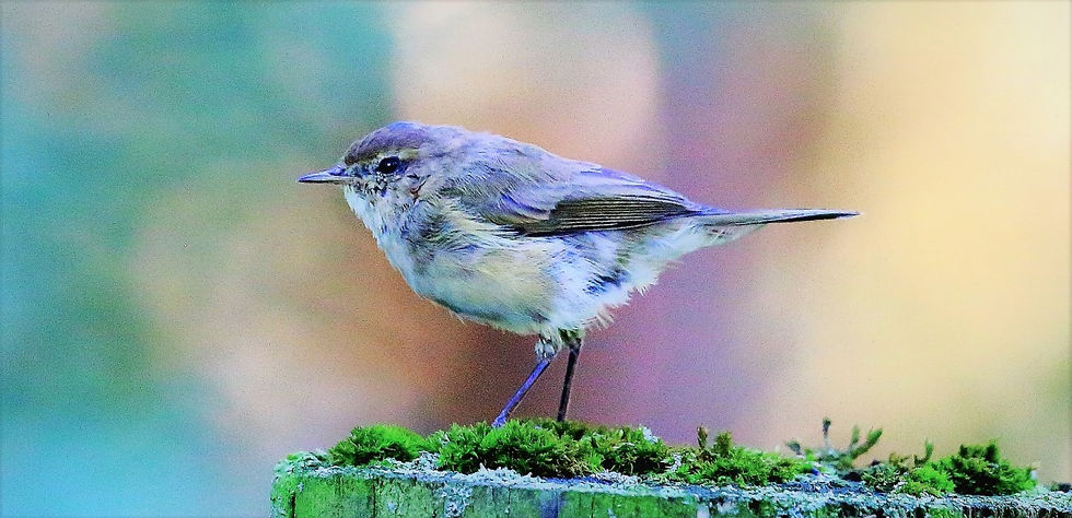 Garden Warbler 14th September 2022 Isington Hampshire