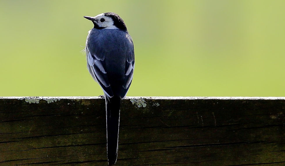 Pied Wagtail March 31st Chawton