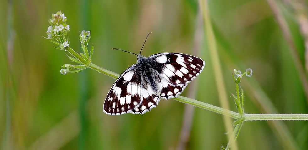 Marbled White Butterfly 7th July 2021 Chawton Hampshire