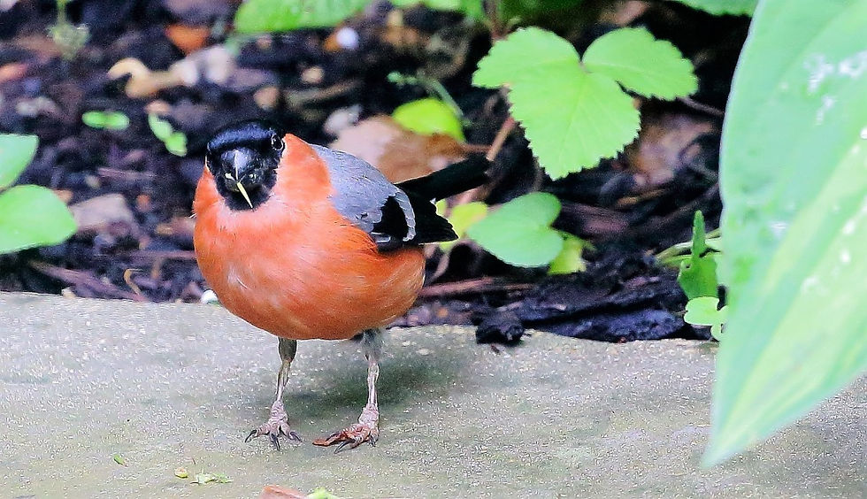 Bulfinch June 11th Chawton Hampshire