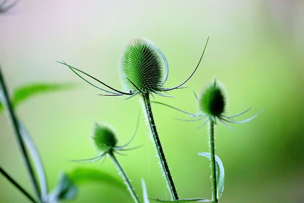 Teesel Seed Heads 11th July 2022 Chawton Hampshire