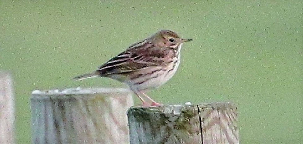 Meadow Pipit 4th November 2022 Chawton Hampshire