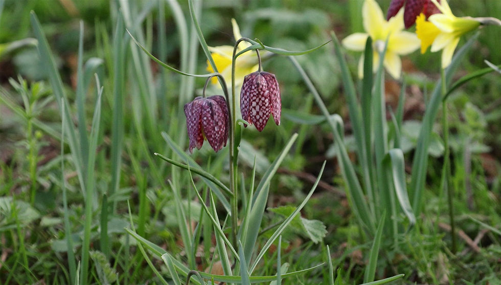 Snake's Head Fritillary in Bloom 5th March 2026 Chawton Hampshire