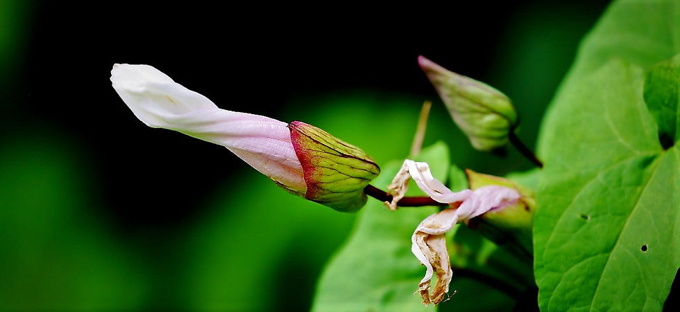 Bindweed August 11th Chawton