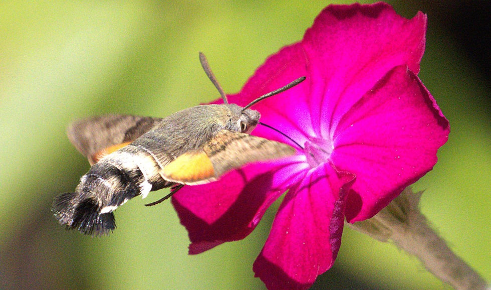 Hummingbird Hawk Moth 15th June 2025 Chawton Hampshire