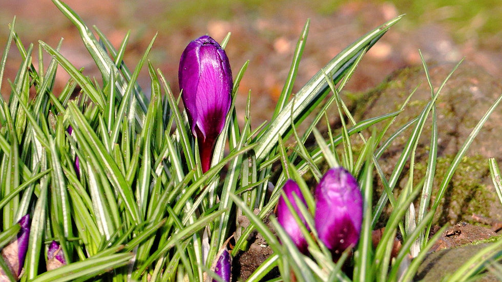 Crocus 17th February 2025 Chawton Hampshire