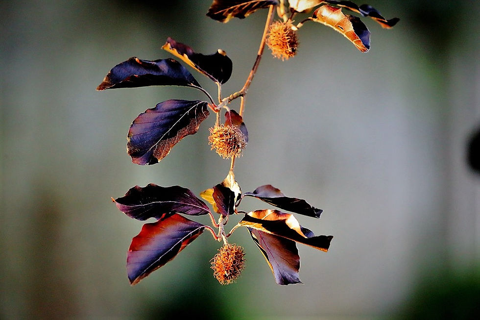 Copper Beech Mast August 9th Chawton