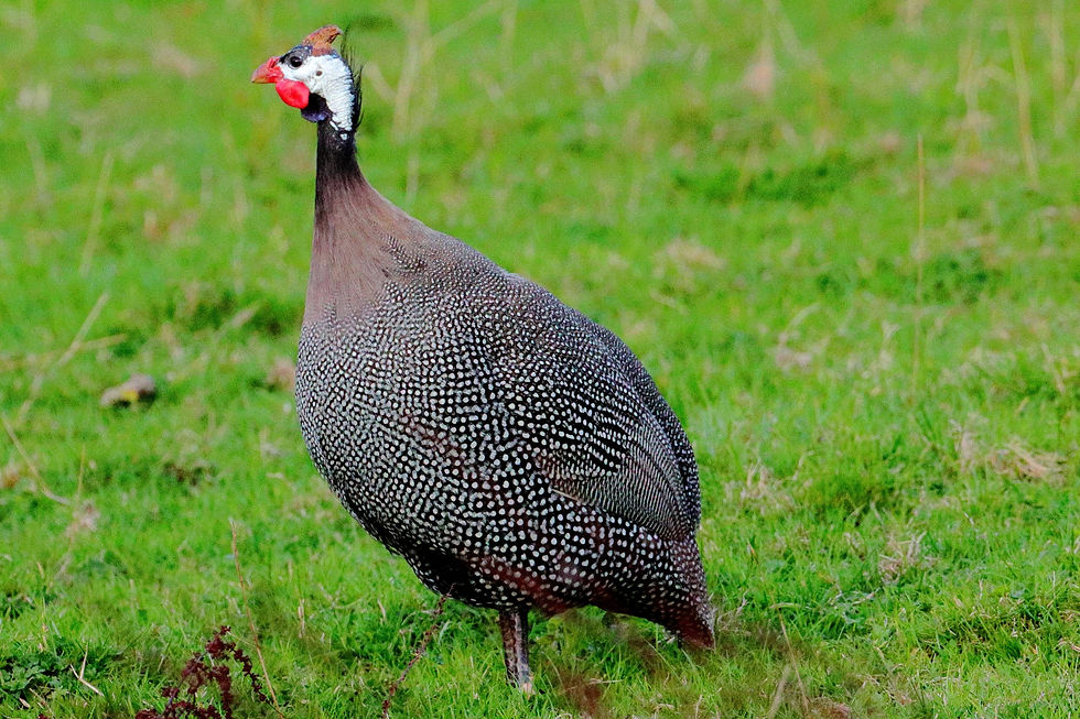 Horned Guinea Fowl 2nd September 2024 Isington Hampshire