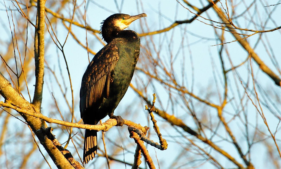 Cormorant 13th February 2023 Alton Hampshire