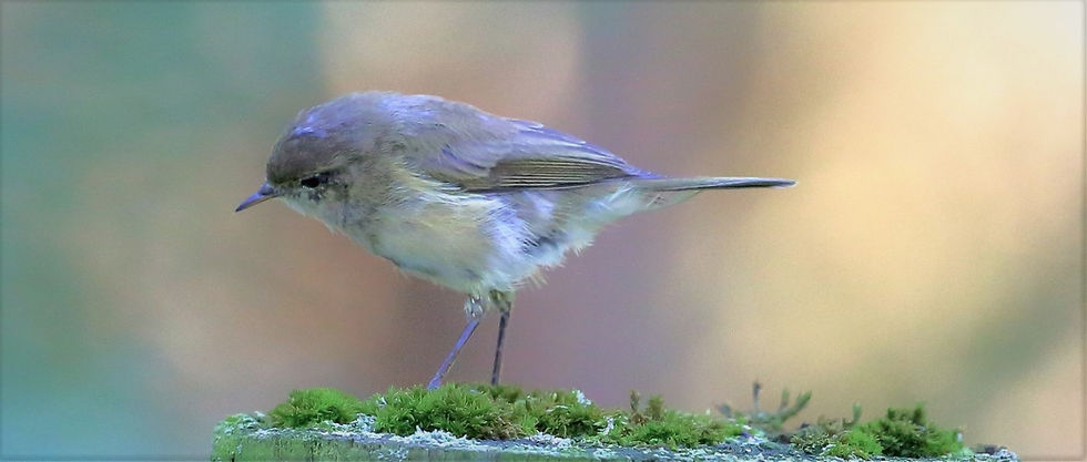 Garden Warbler 14th September 2022 Isington Hampshire