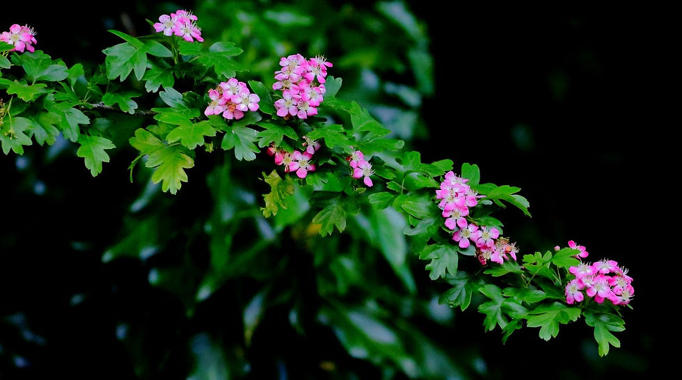 Pink Hawthorn 9th May 2020 Chawton Hampshire