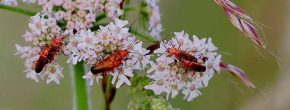 Common Red Soldier Beetle July 14th
