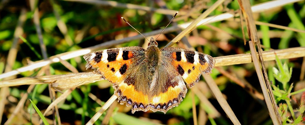 Tortoiseshell August 7th Isington