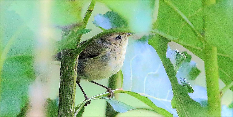 Garden Warbler 14th September 2022 Isington Hampshire