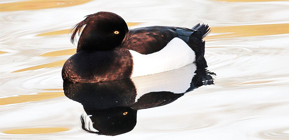 Tuffted Duck 13th February 2023 Alton Hampshire