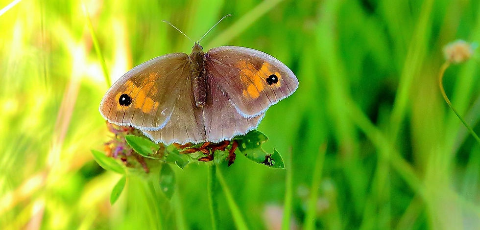 Meadow Brown 7th July 2022 Chawton Hampshire