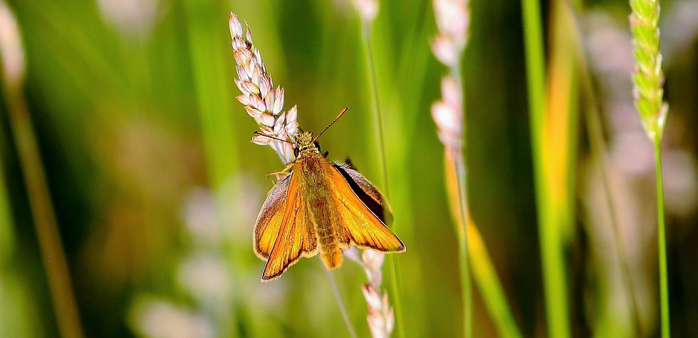 Small Skipper Butterfly 22nd June 2022 Chawton Hampshire