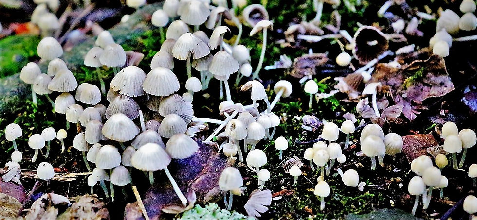 Psathyrella microrhiza 21st August