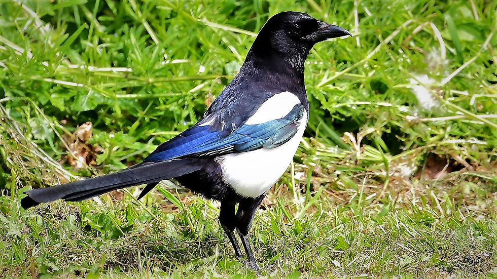Magpie May 22nd Chawton