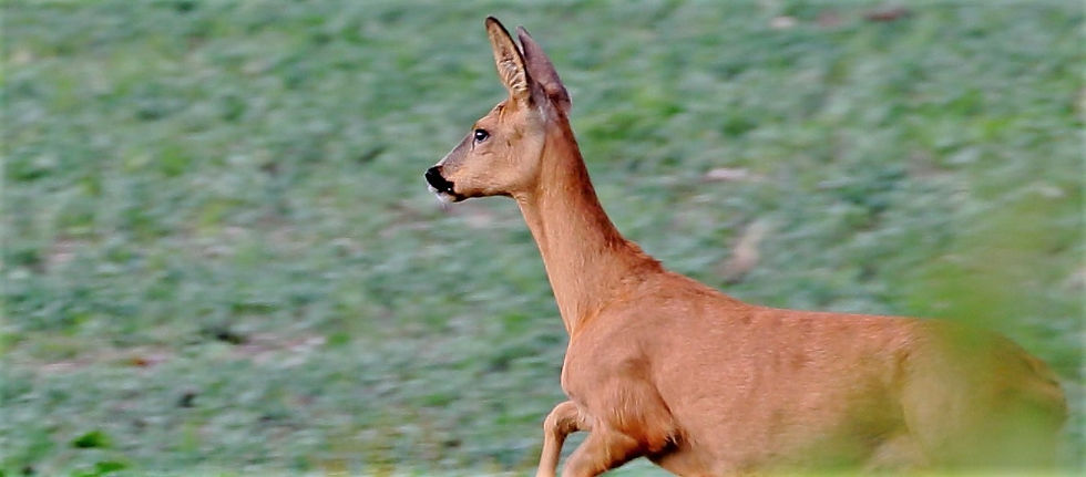 Roe Deer 17th July 2020 Isington Hampshire