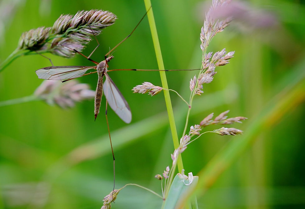 Cranefly June 20th Isington