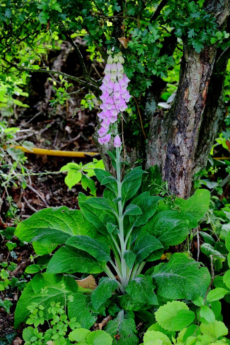 Foxglove July 14th Chawton