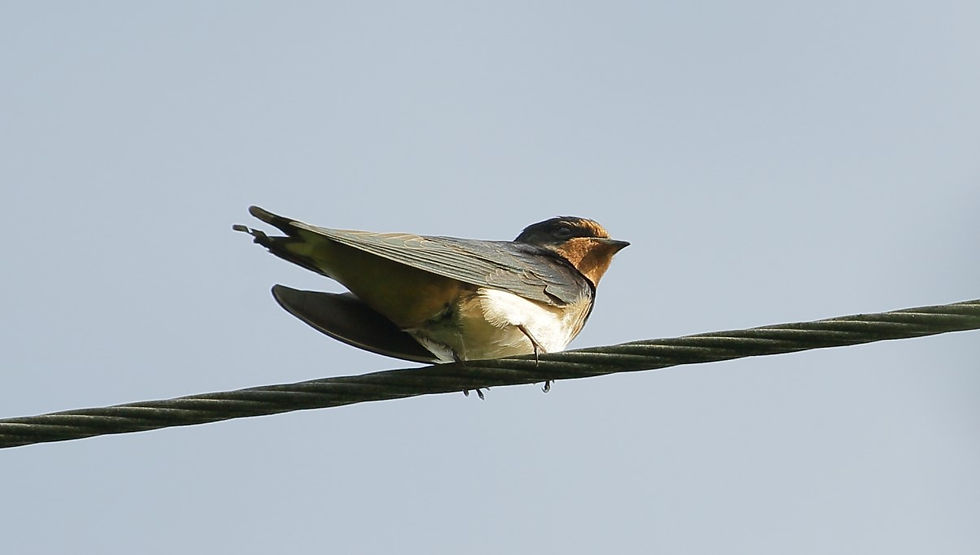 Swallow July 14th Chawton